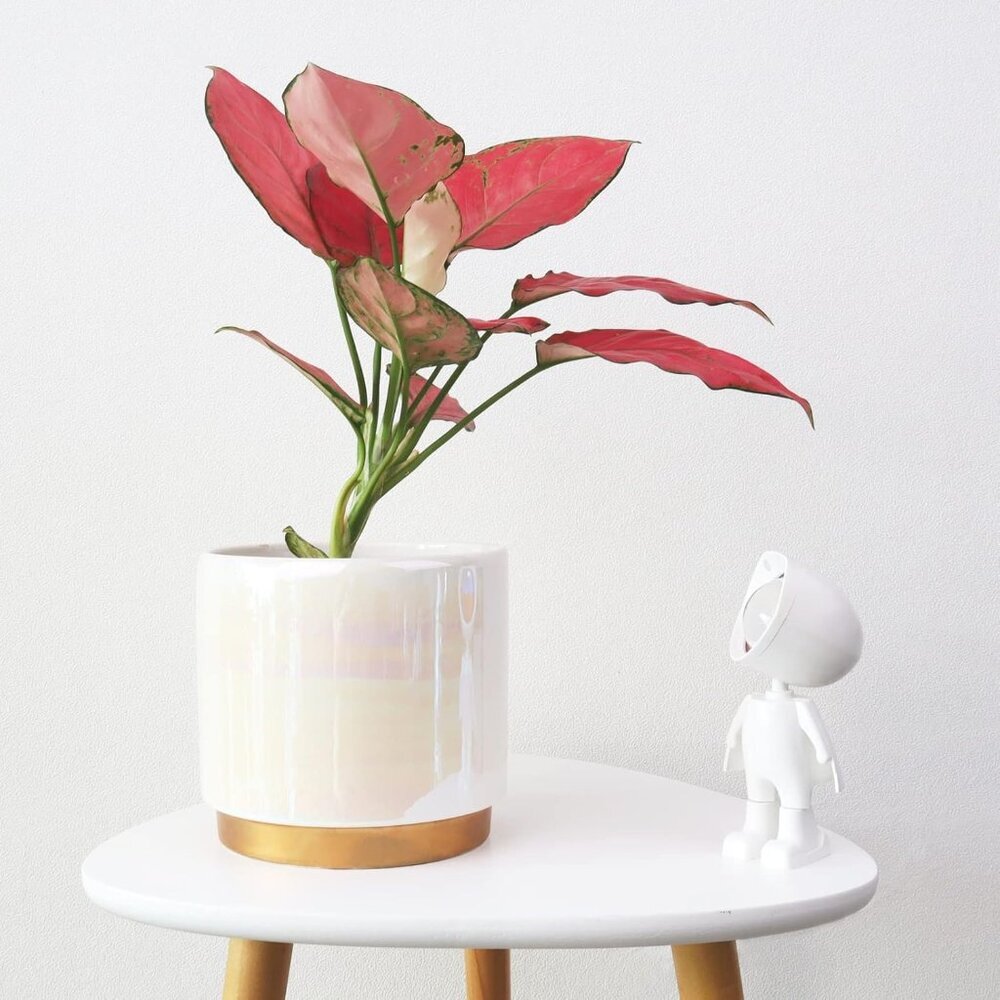 White Indoor Pots for Plants, Ceramic Planter with Drainage Hole, 6.0 inch+5.0 I - Picture 7 of 7